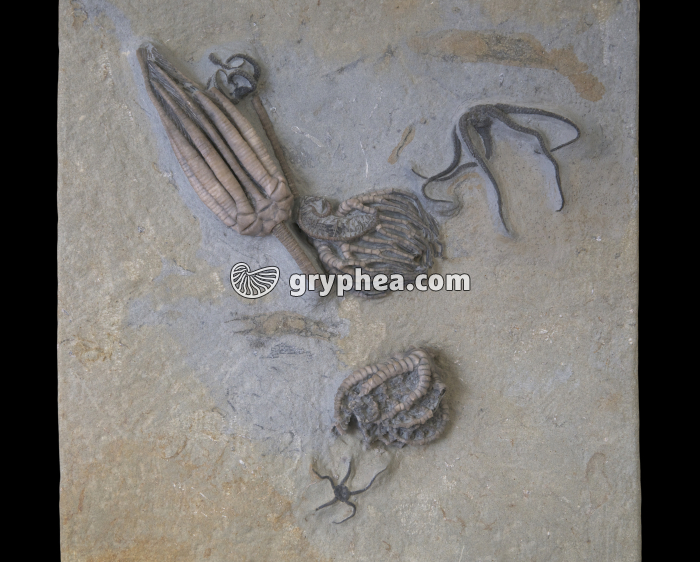 Crinoïde fossile (Saccocrinus granilineus, Carbonifère, Indiana, USA) - gryphea.org